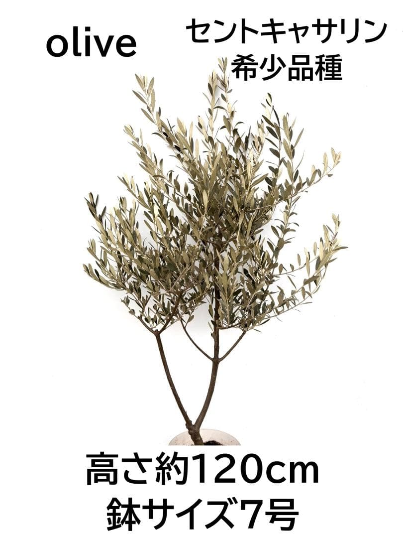 オリーブの木　セントキャサリン　7号　約120cm　K-344　希少　現品掲載