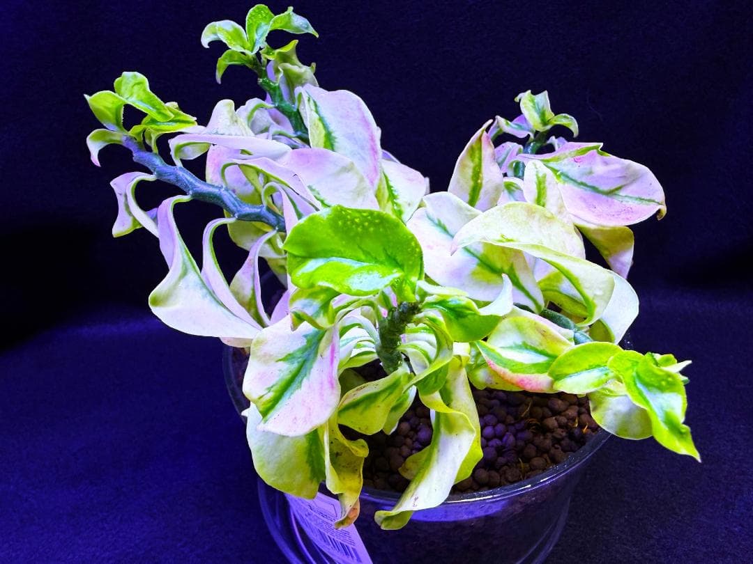 激レア種★ペディランサス・ドワーフ 矮性種 斑入り ★