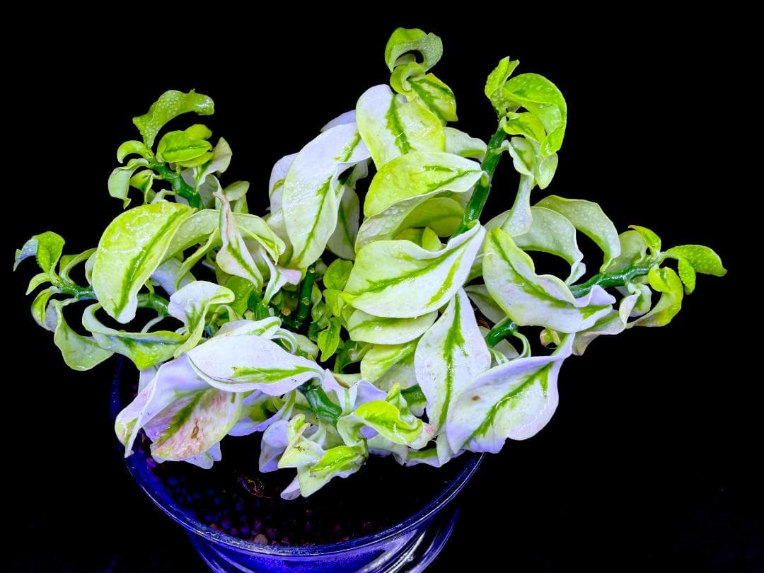 激レア種★ペディランサス・ドワーフ 矮性種 斑入り ★