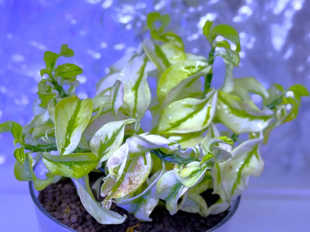 激レア種★ペディランサス・ドワーフ 矮性種 斑入り ★