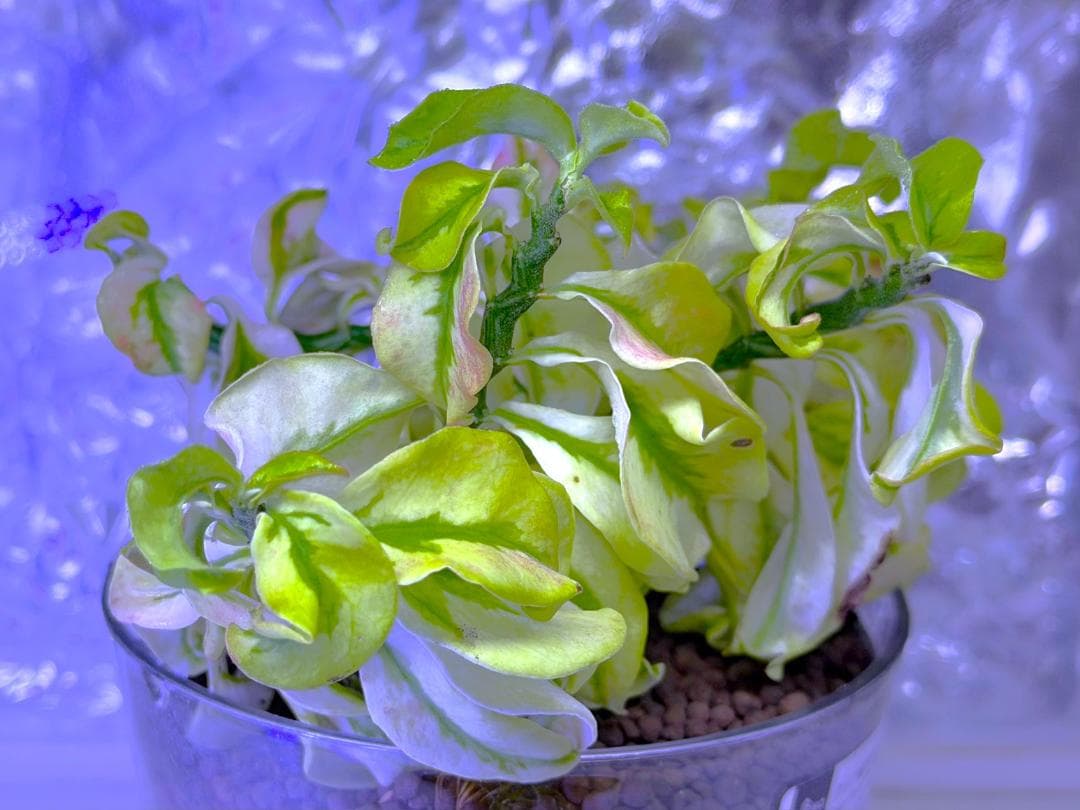 激レア種★ペディランサス・ドワーフ 矮性種 斑入り ★