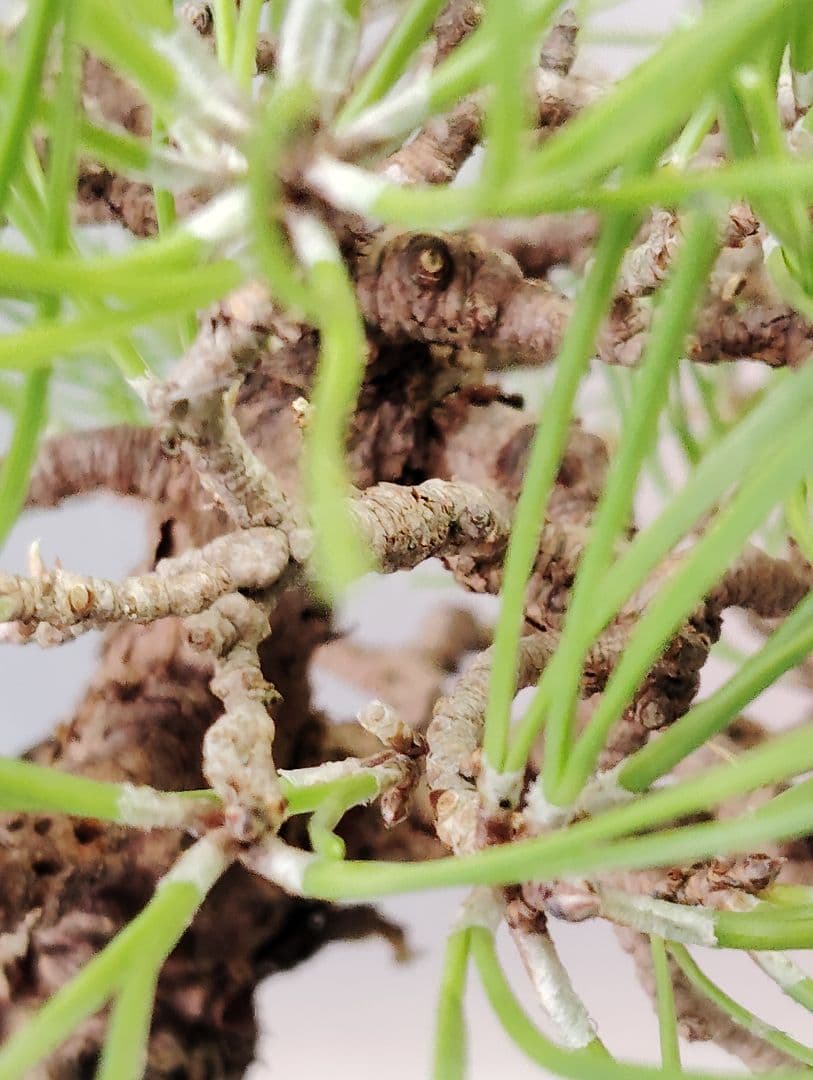 黒松盆栽　小品盆栽　ミニ盆栽　直幹仕立て　鉢（中国新渡）　古木
