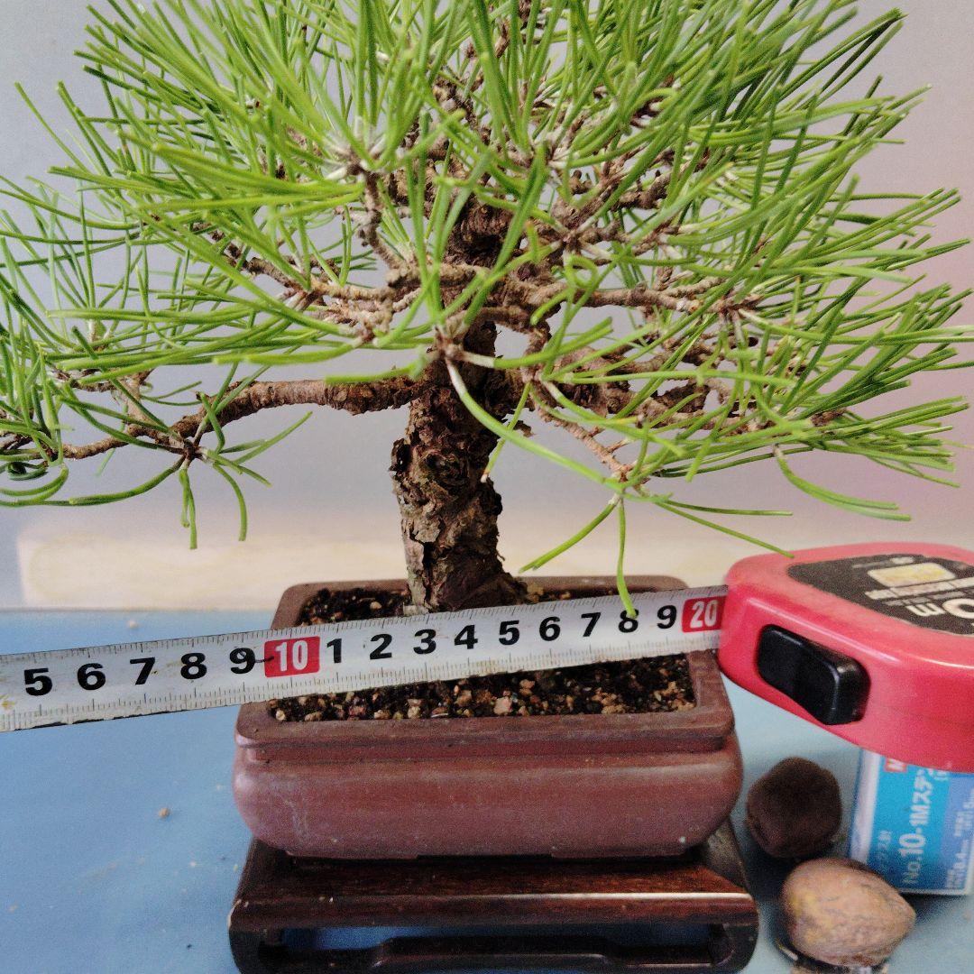 黒松盆栽　小品盆栽　ミニ盆栽　直幹仕立て　鉢（中国新渡）　古木