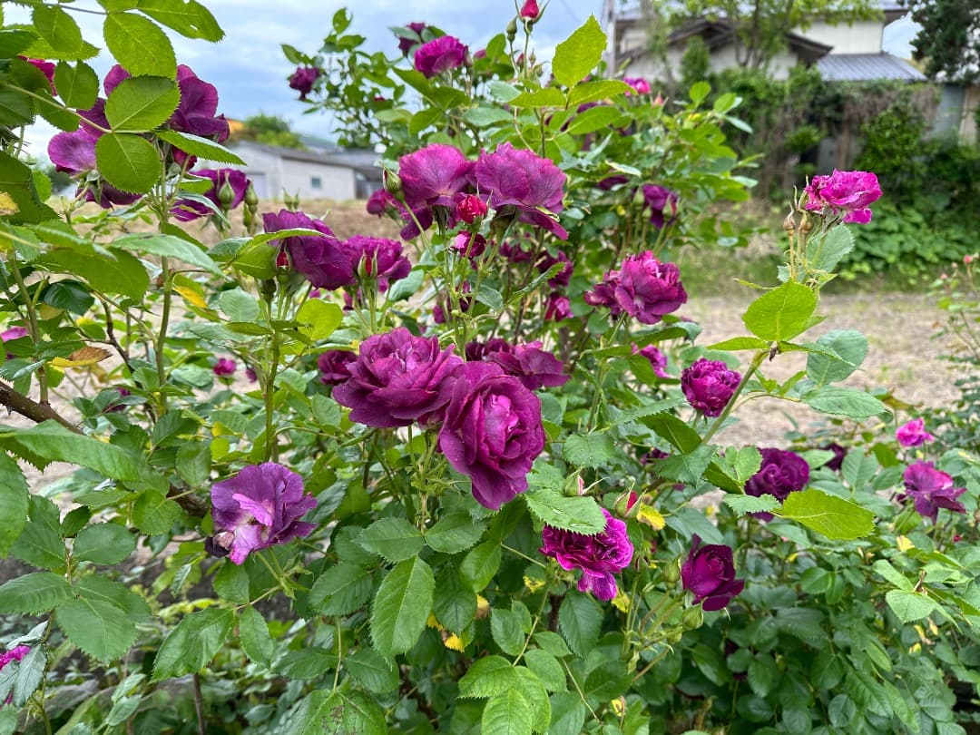 ♡12/16まで【バラ「超」大苗】ミステリューズ　仏ドリュ社