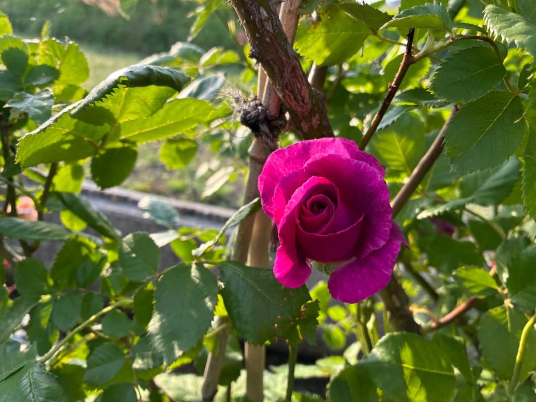 ♡12/16まで【バラ「超」大苗】ミステリューズ　仏ドリュ社