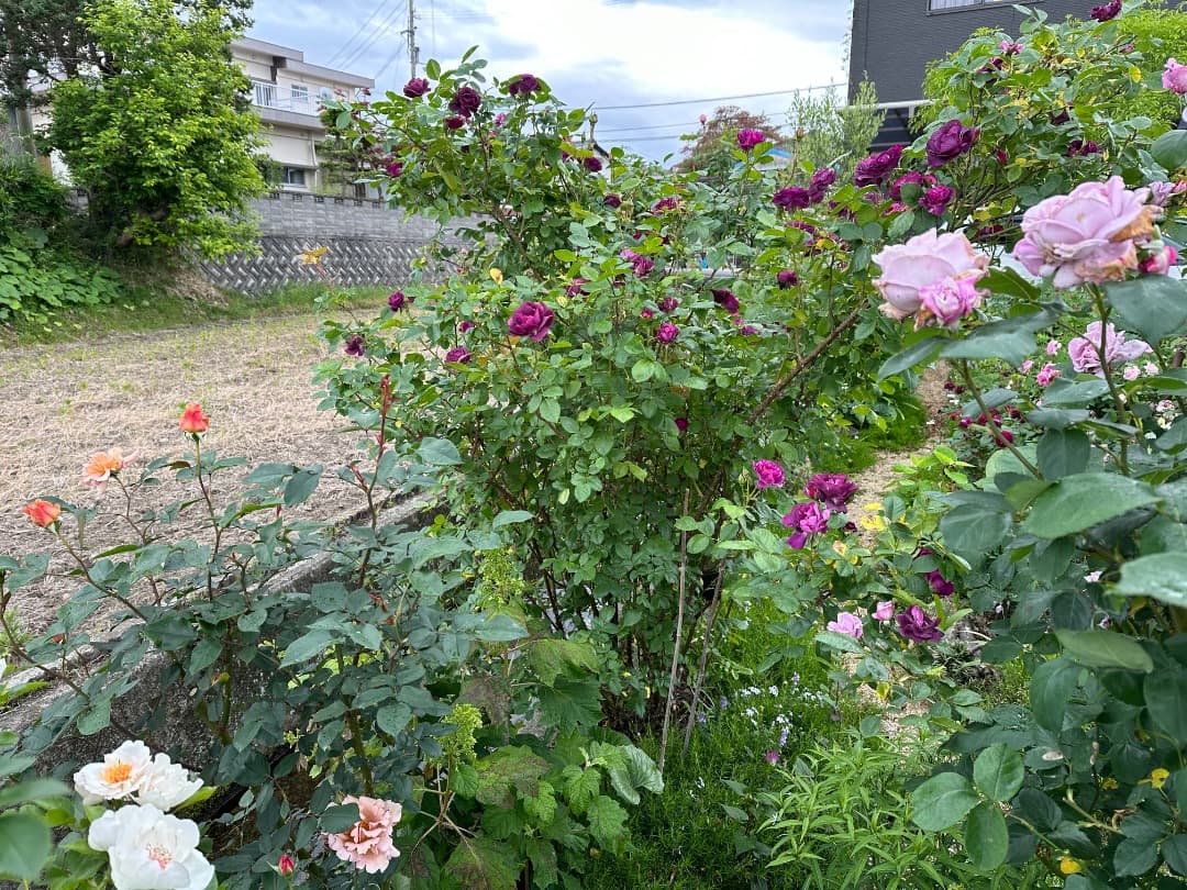 ♡12/16まで【バラ「超」大苗】ミステリューズ　仏ドリュ社