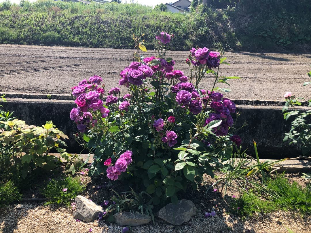 ♡12/16まで【バラ「超」大苗】ミステリューズ　仏ドリュ社