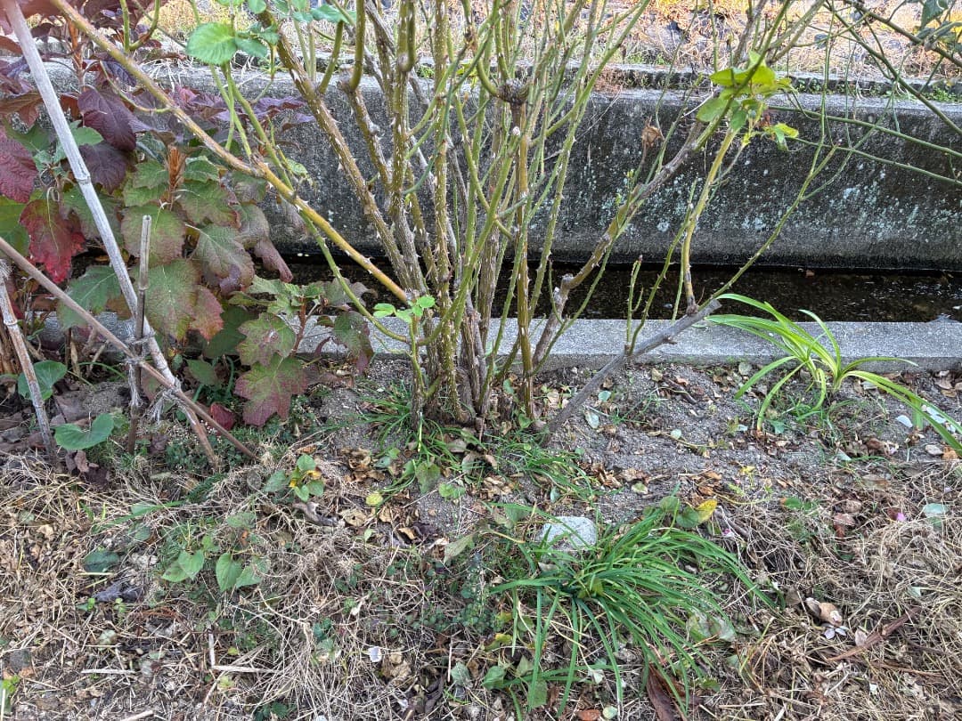 ♡12/16まで【バラ「超」大苗】ミステリューズ　仏ドリュ社