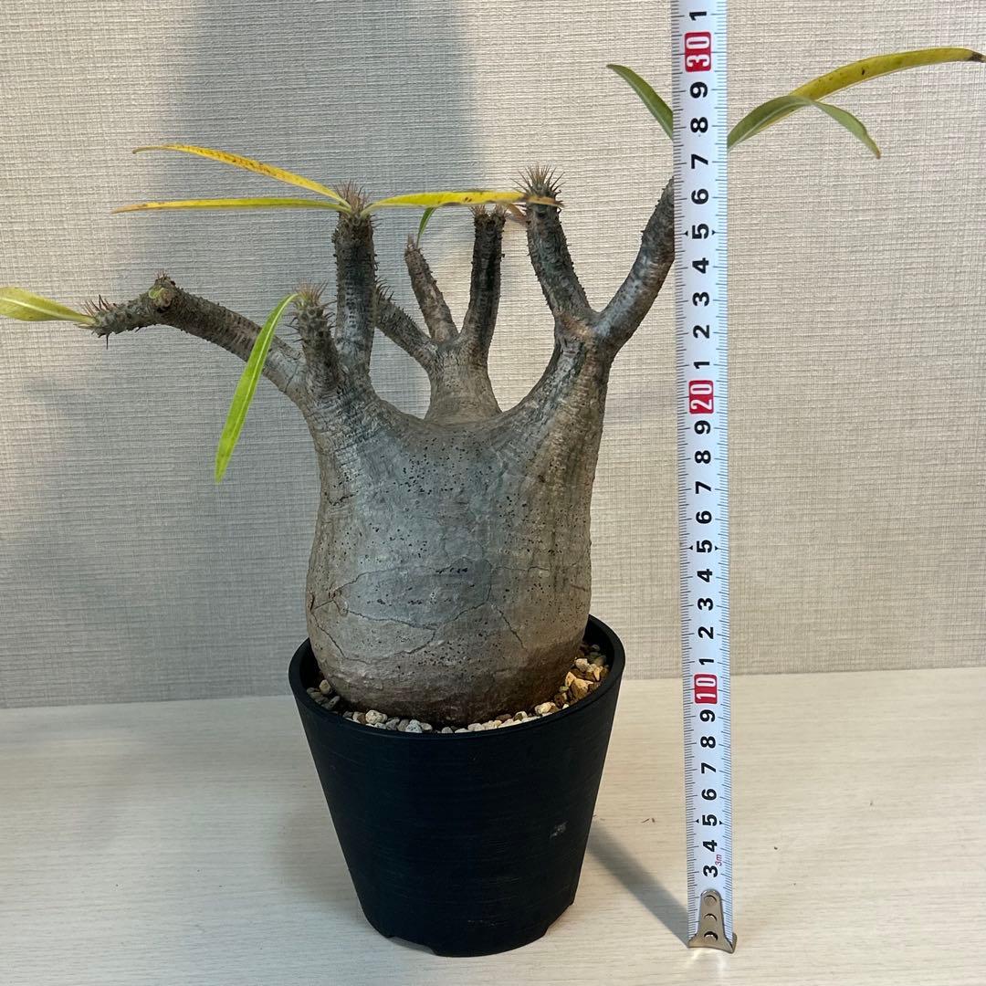 パキポディウム•グラキリス 現地球/現地株　発根済み　塊根植物 12