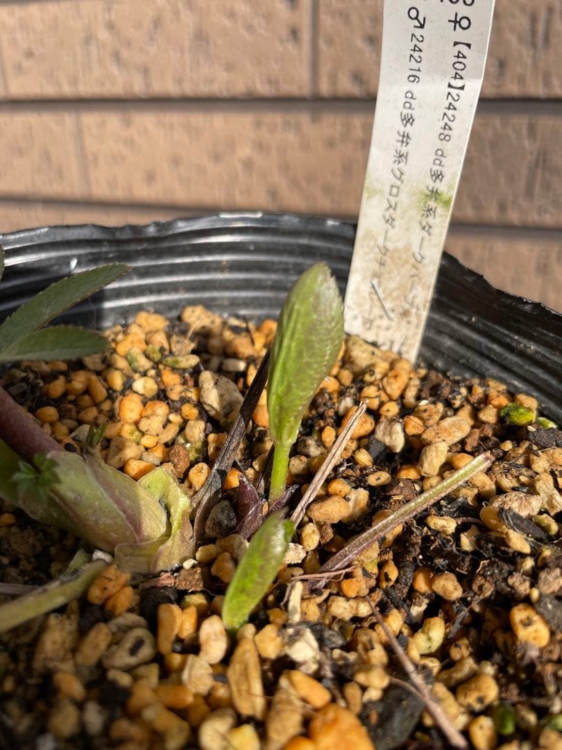 クリスマスローズ　グロスダークチョコレート交配 加藤農園　開花株　蕾　花苗