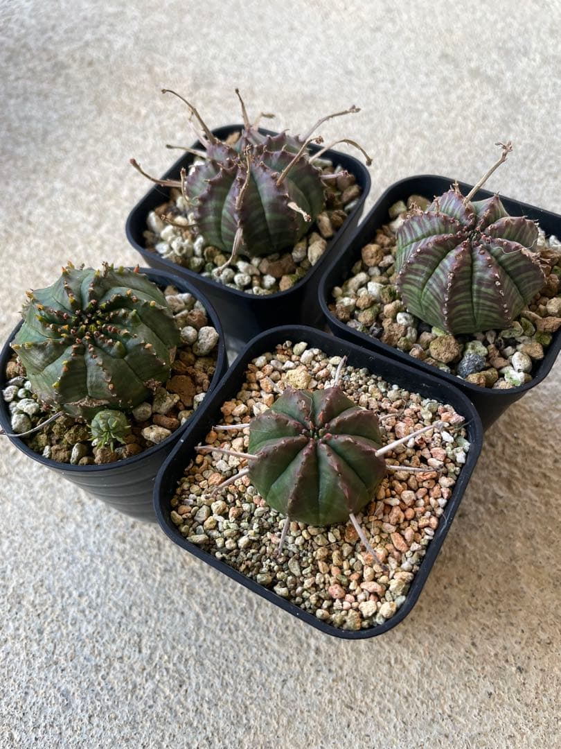 ブラックバリダ 4株 早いもの勝ち！