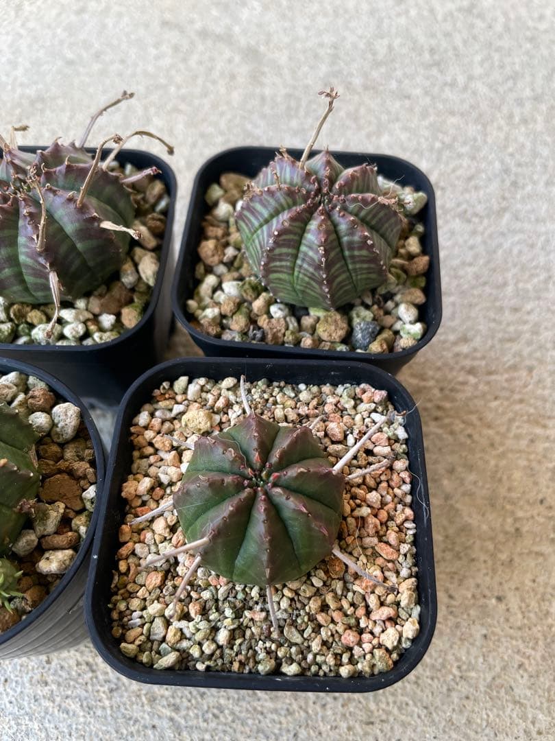 ブラックバリダ 4株 早いもの勝ち！