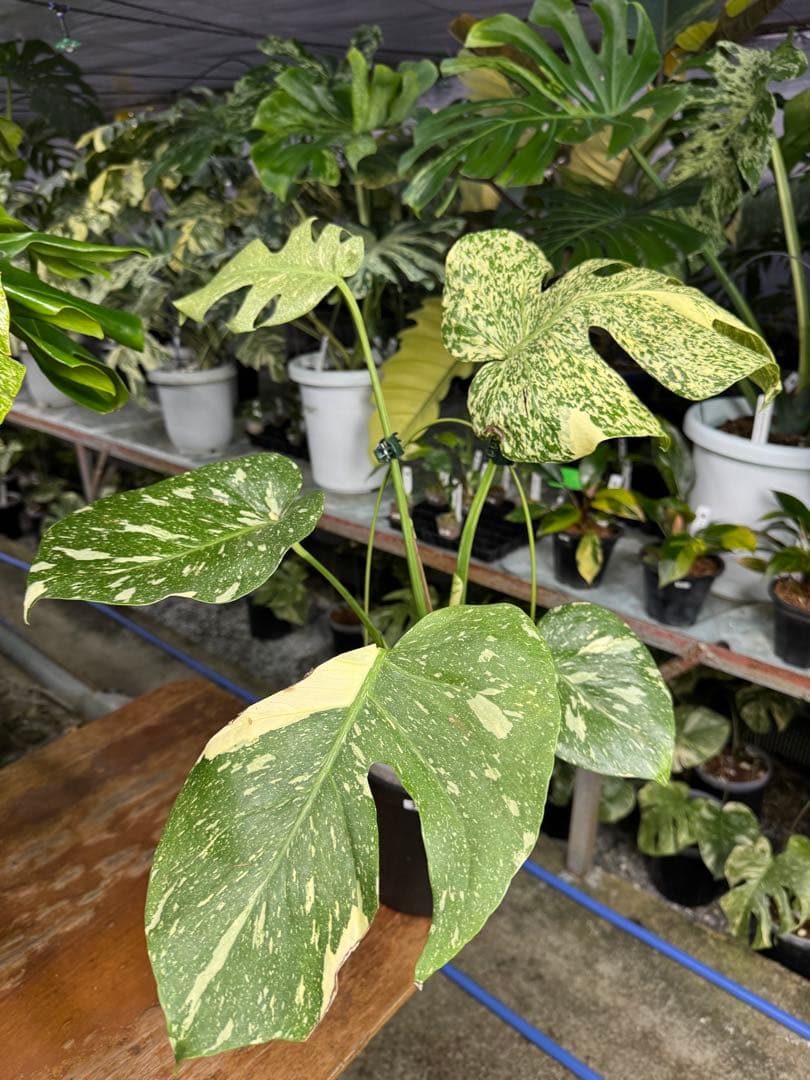 K*o様 3モンステラ　タイコンステレーション　スターライト