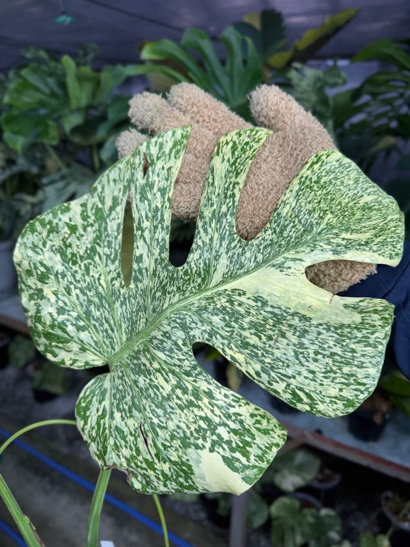 K*o様 3モンステラ　タイコンステレーション　スターライト