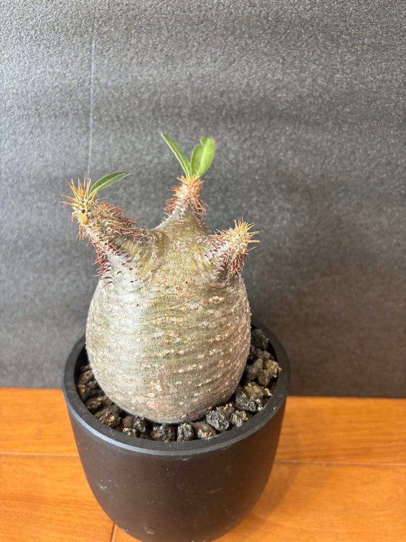 パキポディウム グラキリス(発根済み)