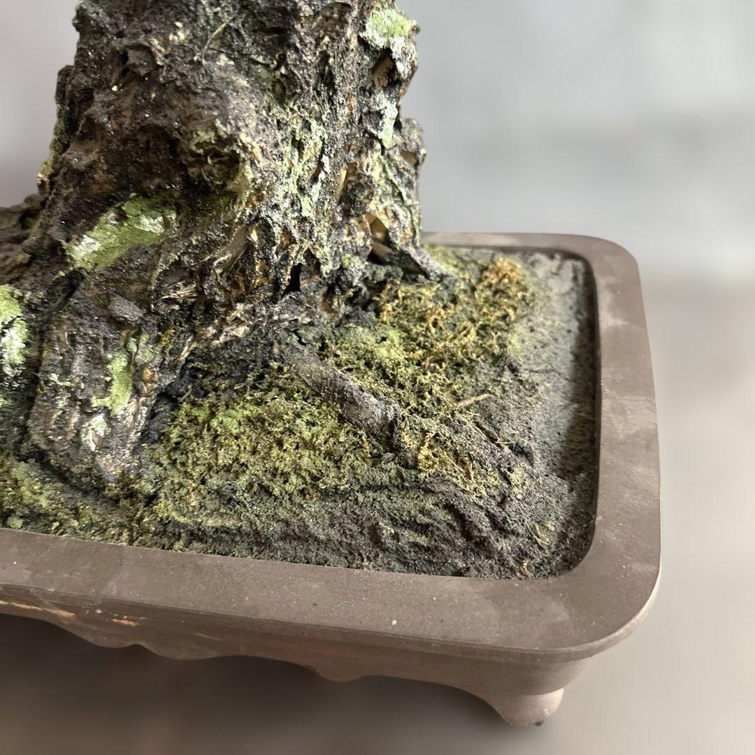 瞬間的お値下げ‼️素敵すぎるフェイク盆栽‼️自然形状の盆栽 四角形鉢