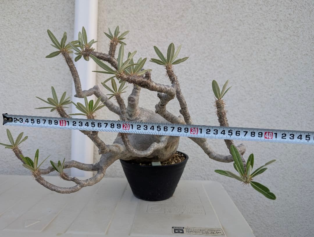 【超大株！】パキポディウム　グラキリス　現地球　発根済み