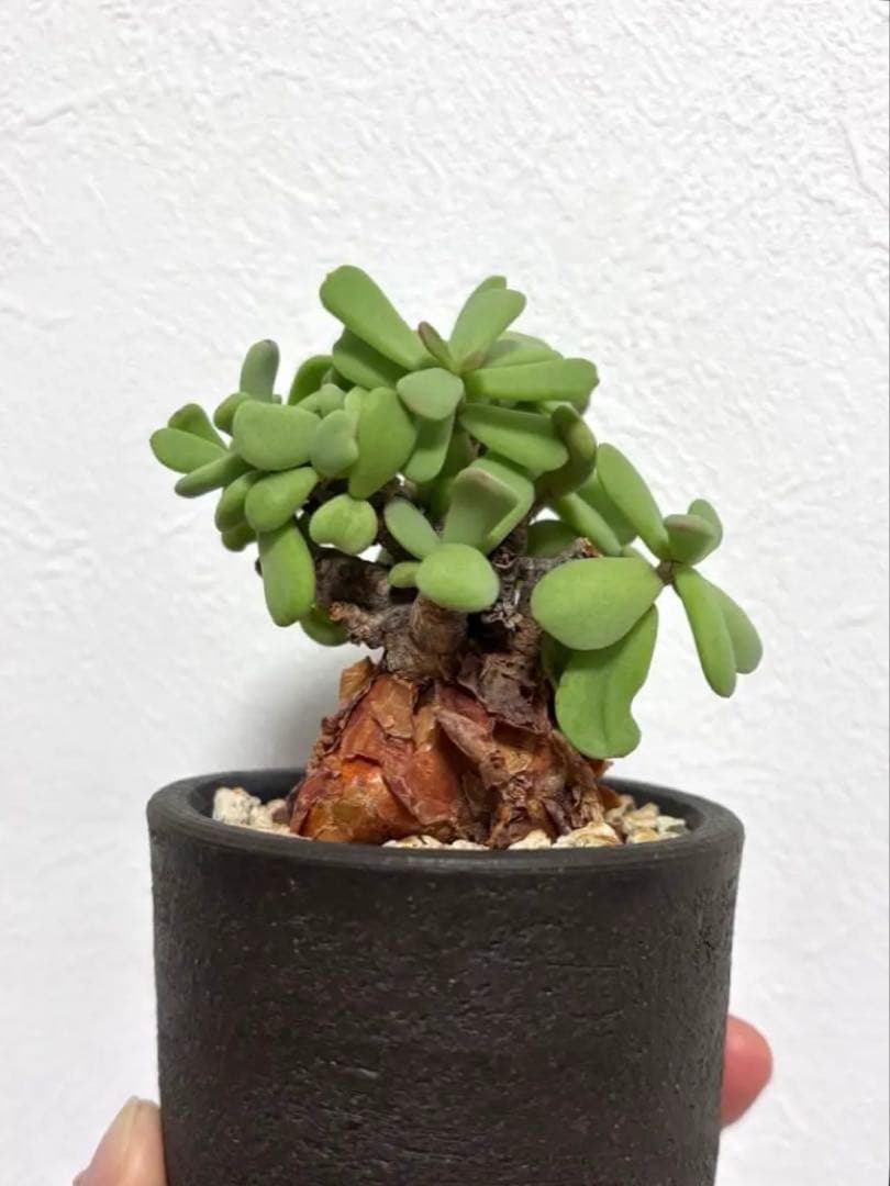 【鬼コレクション株】【手乗り樹木】ケラリア ピグマエア