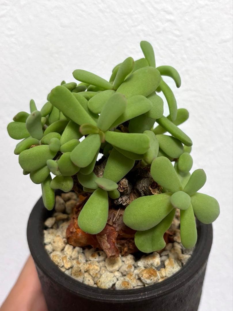 【鬼コレクション株】【手乗り樹木】ケラリア ピグマエア