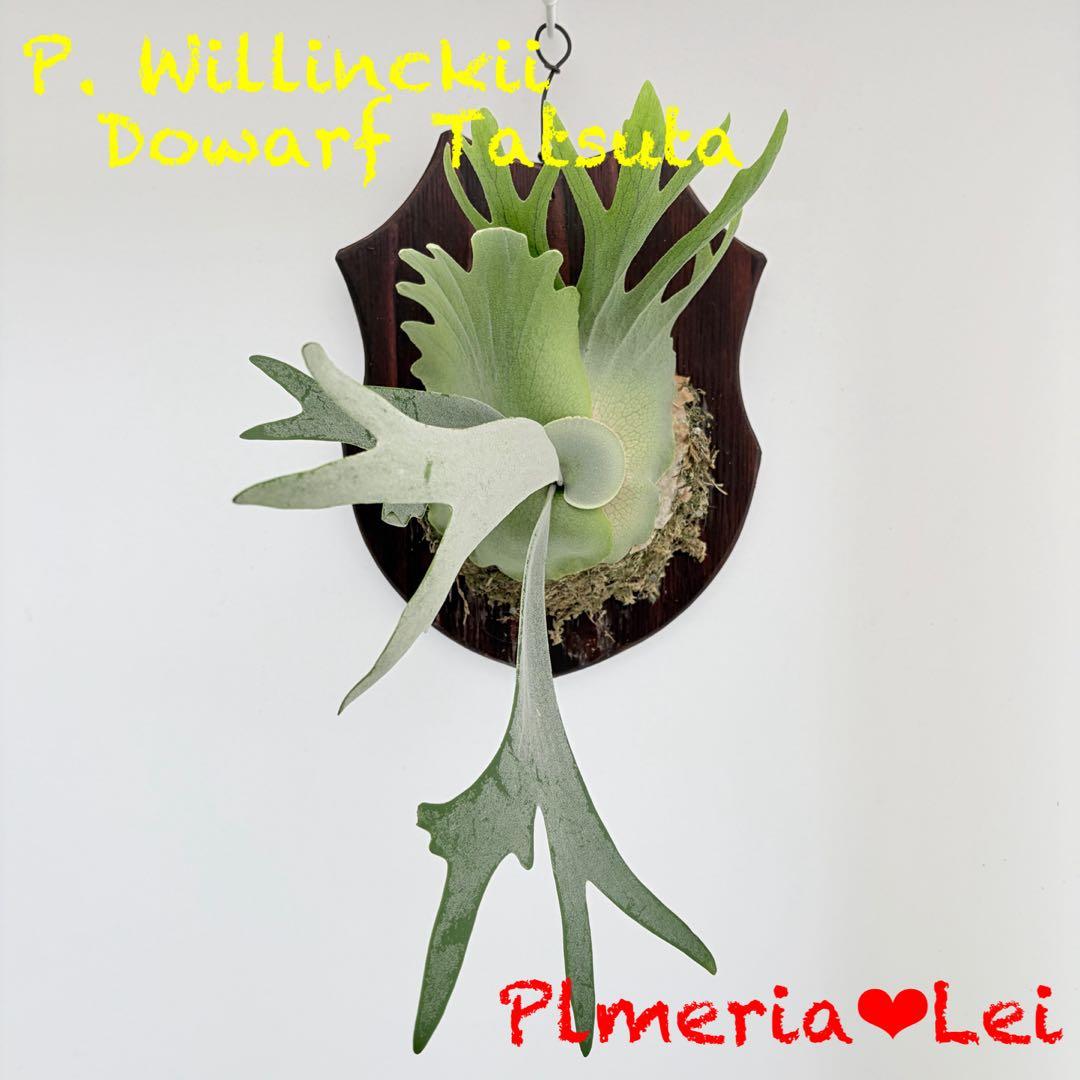 板付 観葉植物 超美株の子株です♫〖ビカクシダ・ウィリンキー・ドワーフタツタ〗