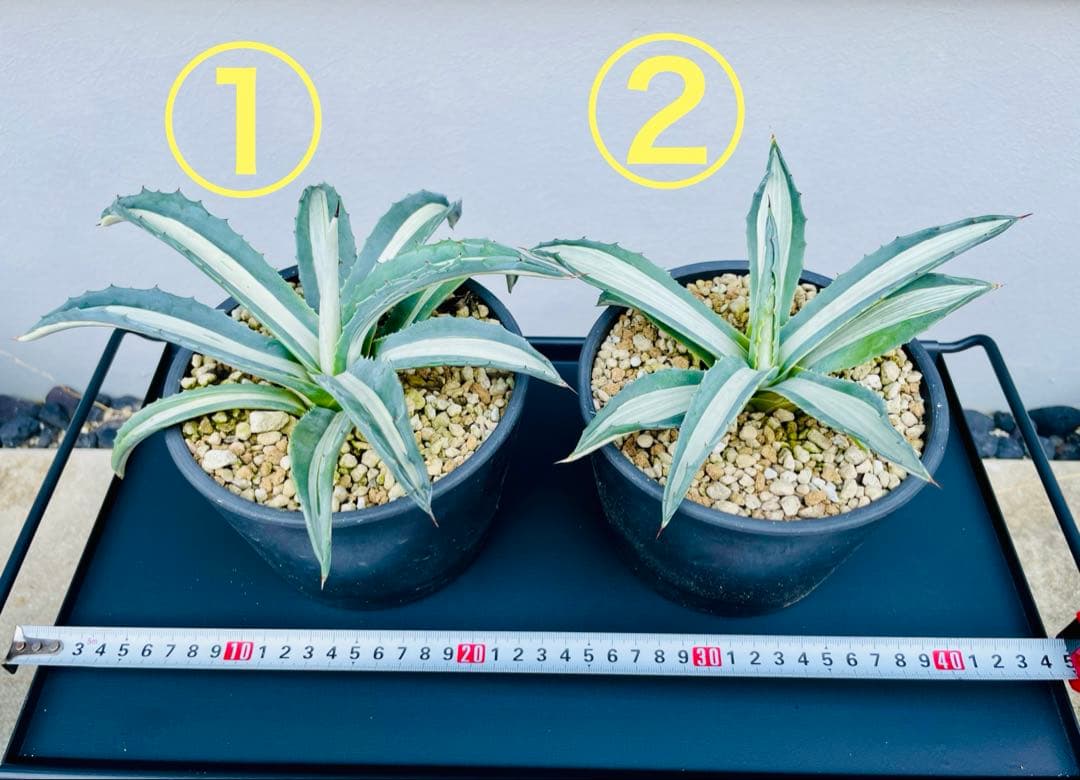 ☆ 葉幅広2株セット☆美株☆大株☆アガベ アメリカーナ華厳