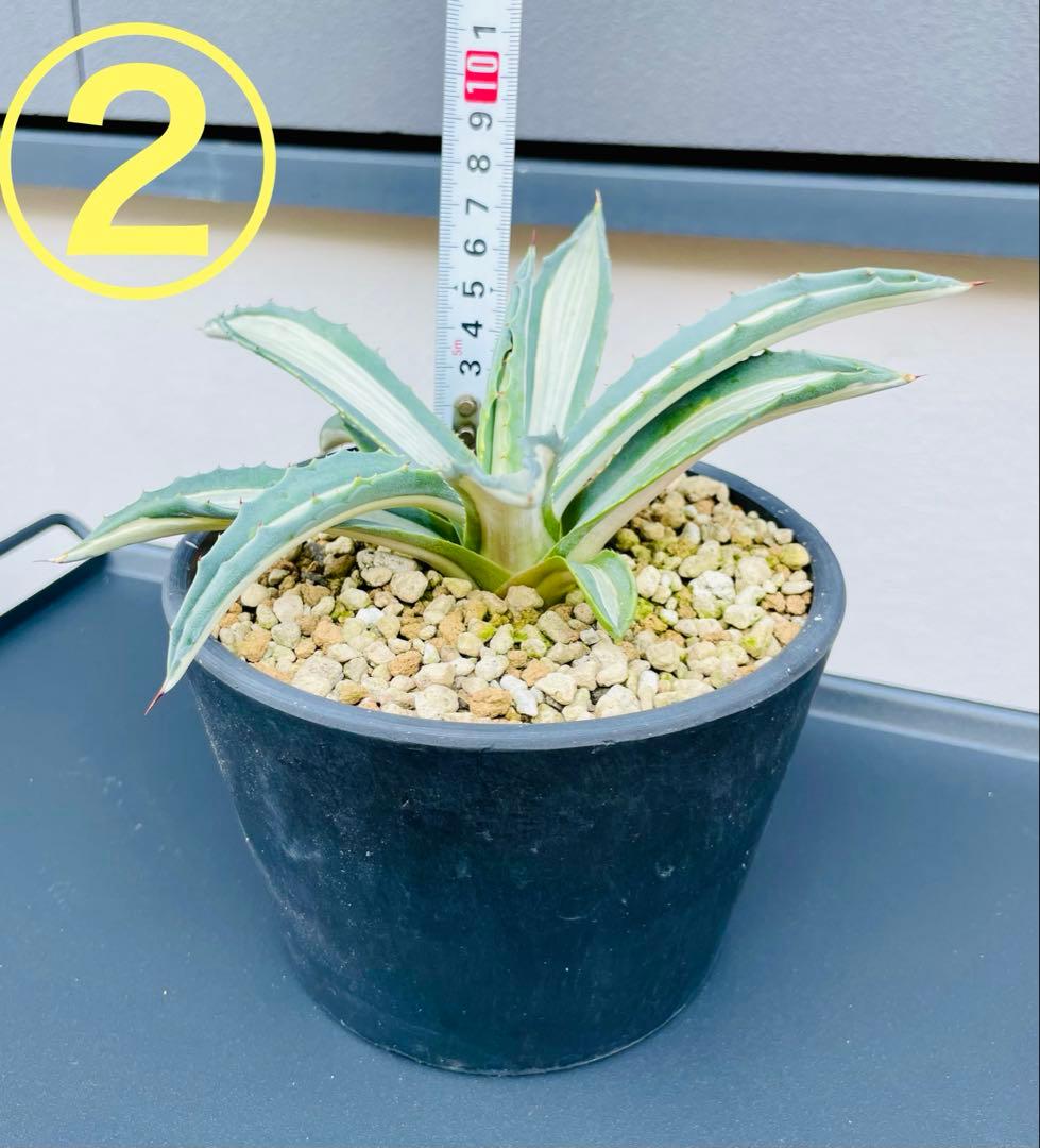 ☆ 葉幅広2株セット☆美株☆大株☆アガベ アメリカーナ華厳