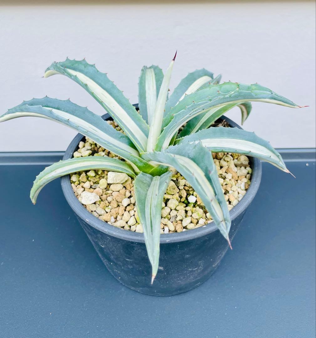 ☆ 葉幅広2株セット☆美株☆大株☆アガベ アメリカーナ華厳