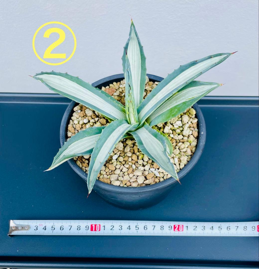 ☆ 葉幅広2株セット☆美株☆大株☆アガベ アメリカーナ華厳