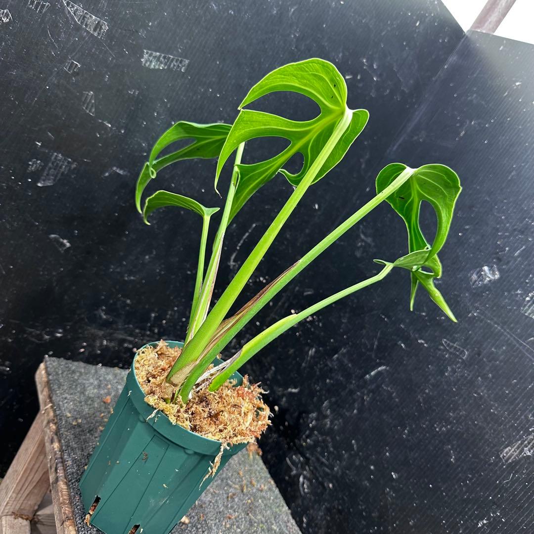 ミ*テ様 モンステラデリシオーサバールマルクスフレーム4号鉢植え大株美株レア