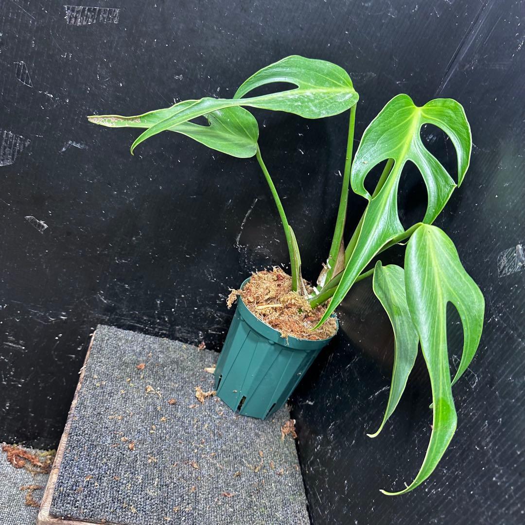 ミ*テ様 モンステラデリシオーサバールマルクスフレーム4号鉢植え大株美株レア