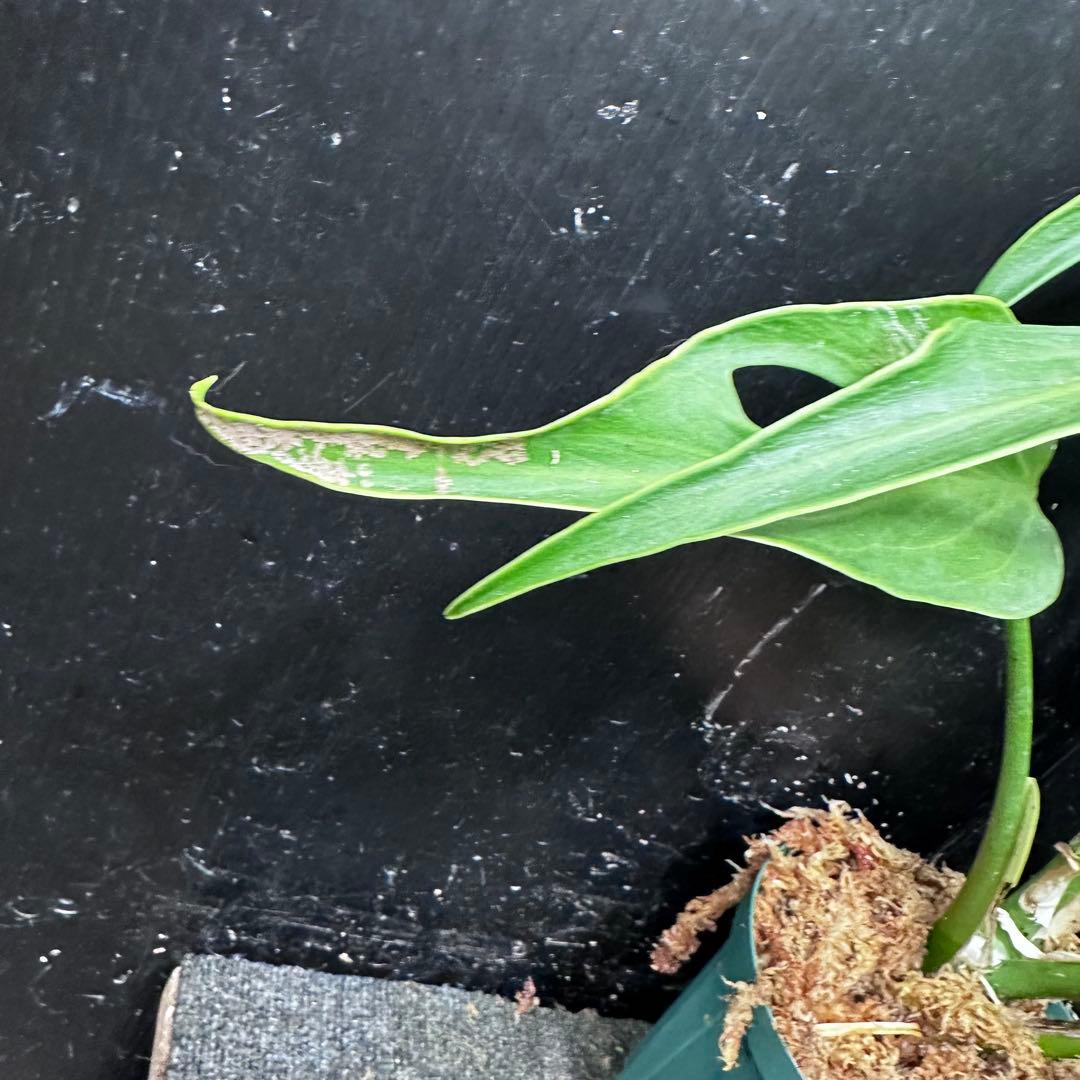 ミ*テ様 モンステラデリシオーサバールマルクスフレーム4号鉢植え大株美株レア