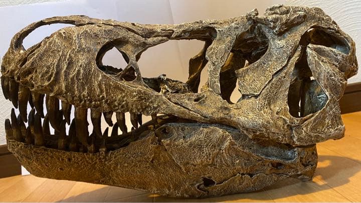 化石　レプリカ　恐竜　ティラノサウルス　T-REX 頭部　ラストワン　最後　値下