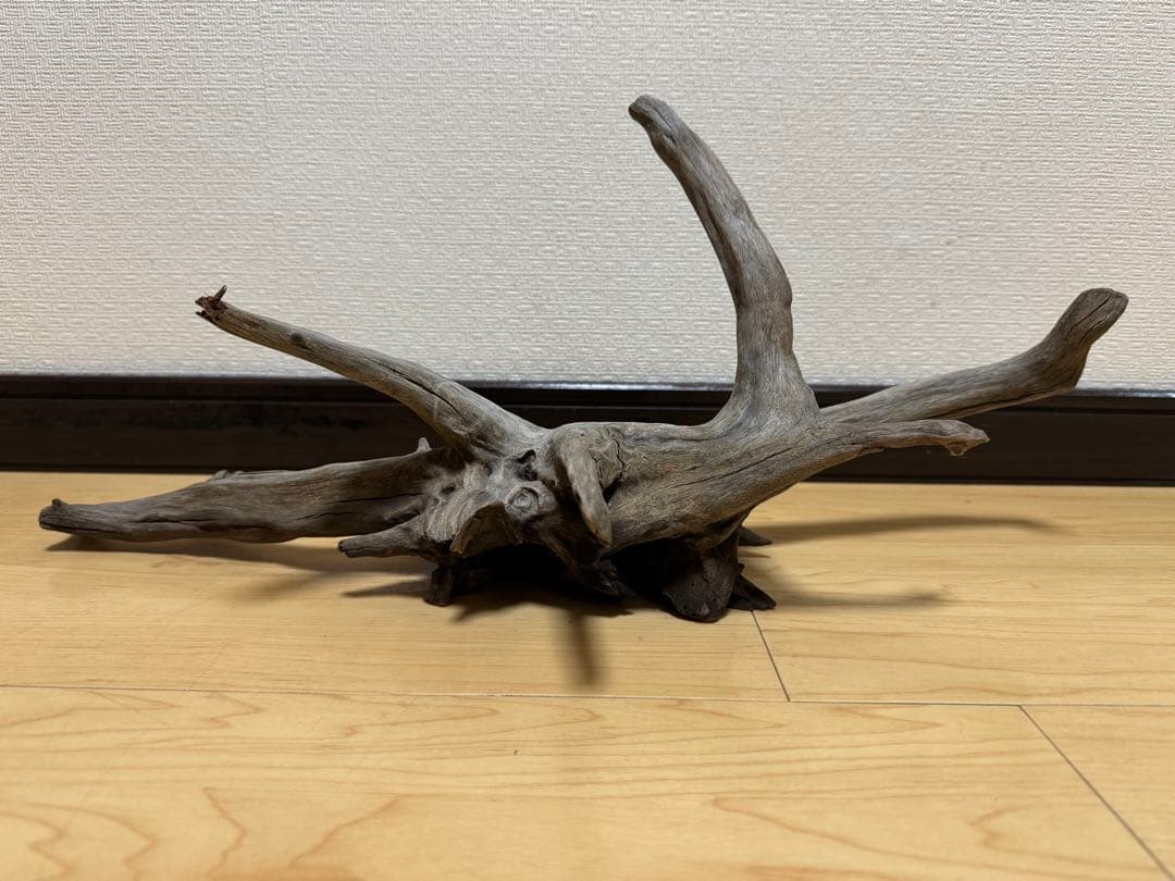 アクアリウム　熱帯魚　レイアウト　流木