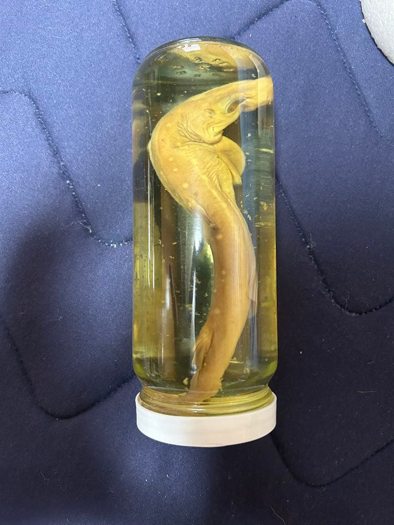 サメ　標本　ホルマリン漬け