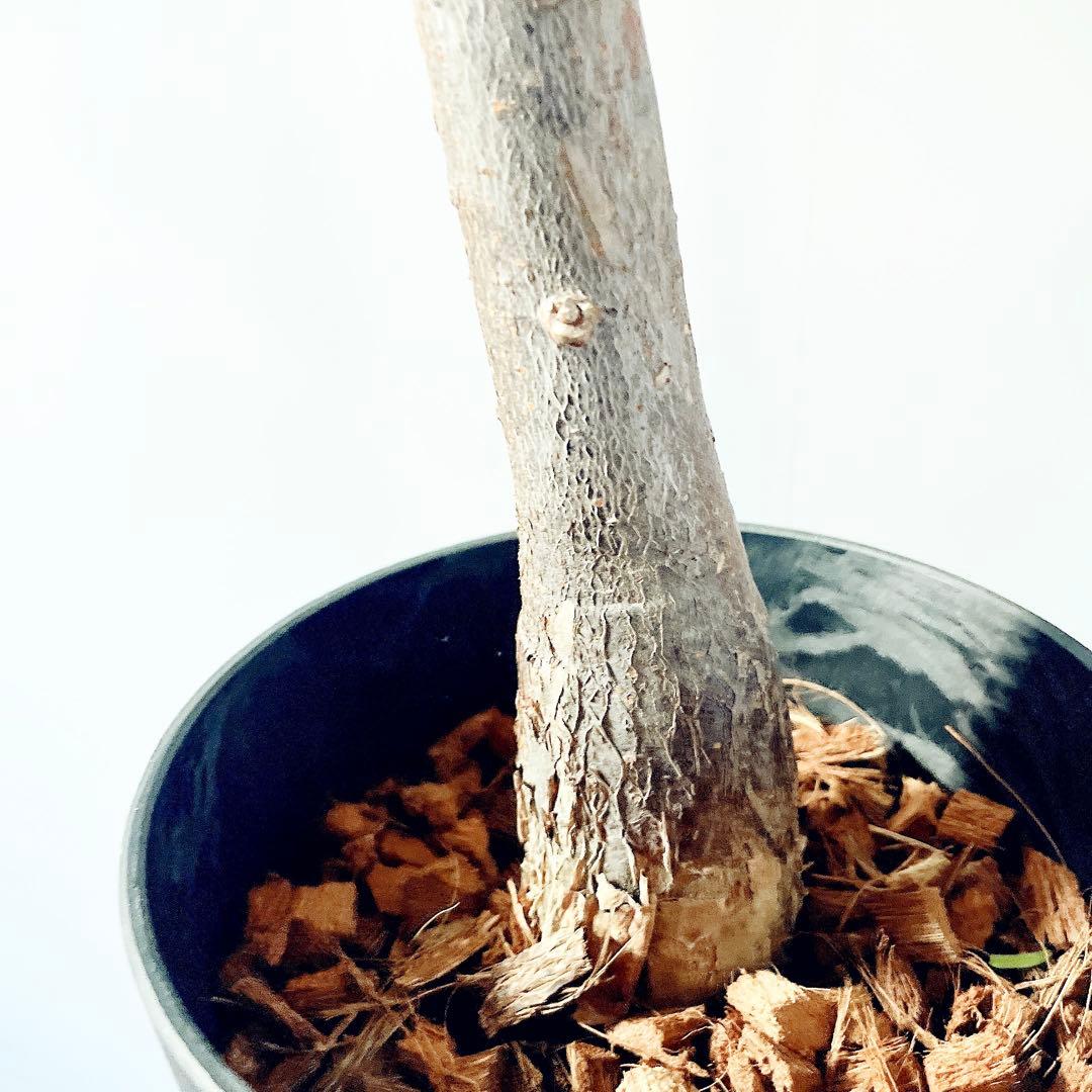 斑入り パキラ ムーンライト アートストーンポット 観葉植物 室内