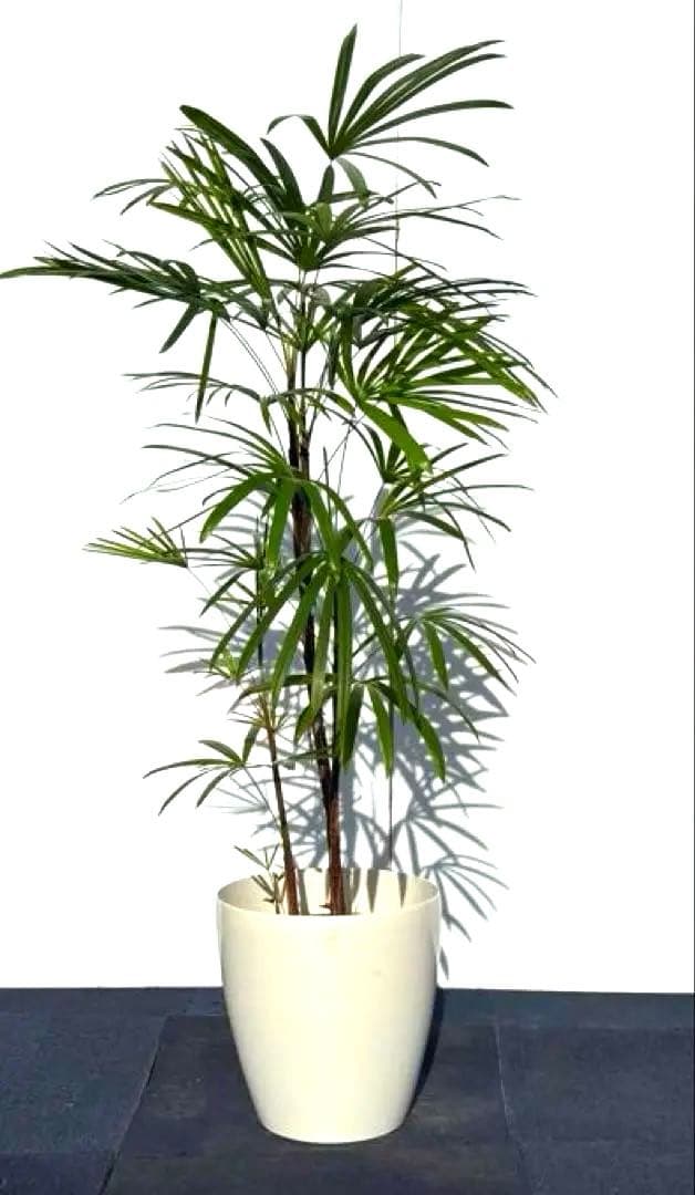 棕櫚竹　シュロチク