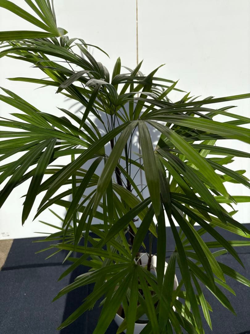 棕櫚竹　シュロチク