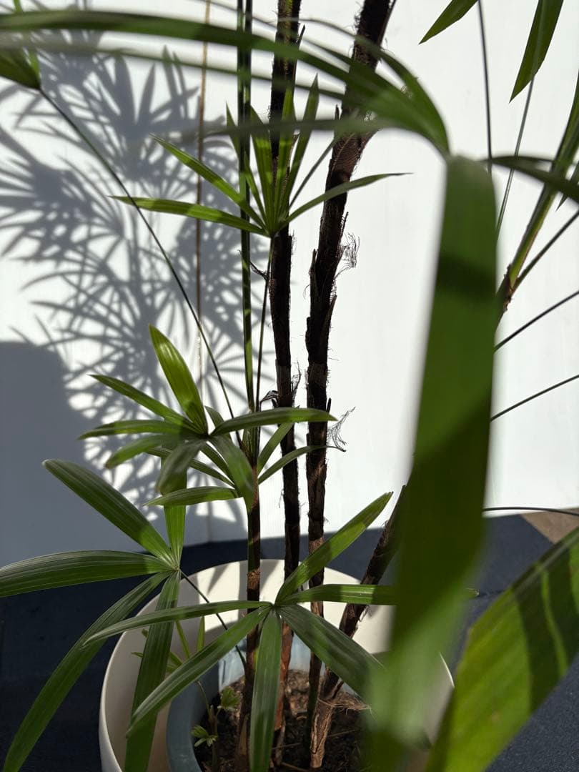 棕櫚竹　シュロチク