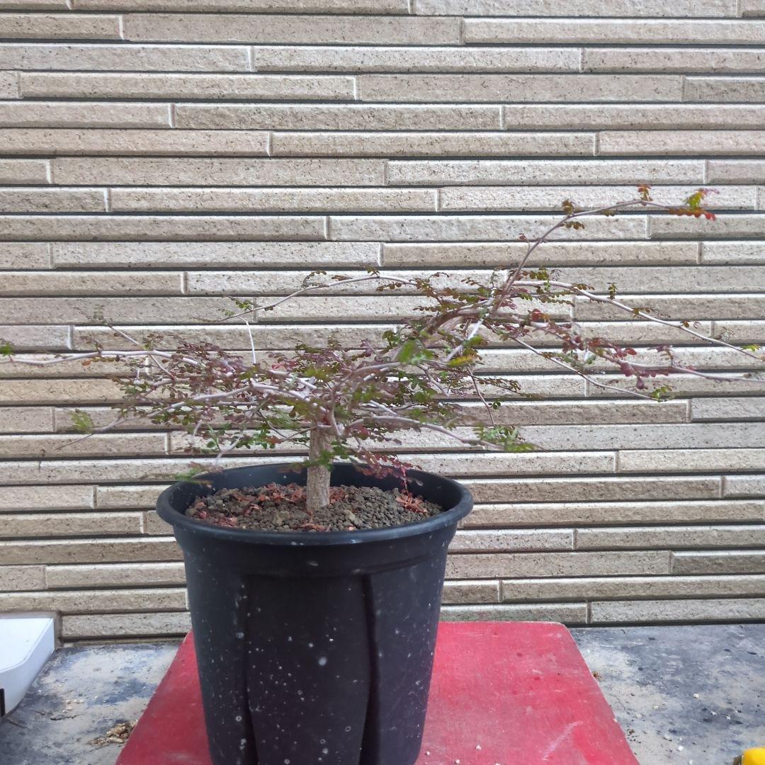 オペルクリカリア　デカリー　親株　実生　発根済み　鉢ごと発送