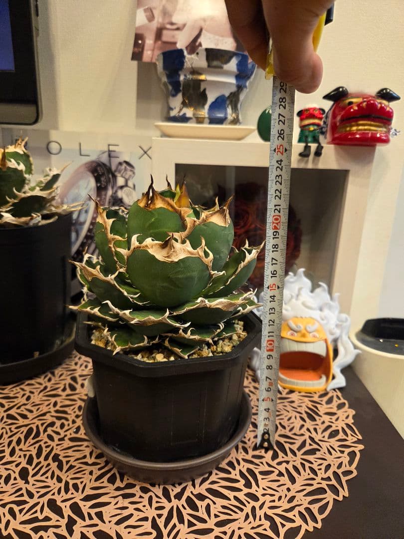 【アガベ オアハカ 親株】 オアハカ Oaxaca 大株 現地球ウリエル 実生