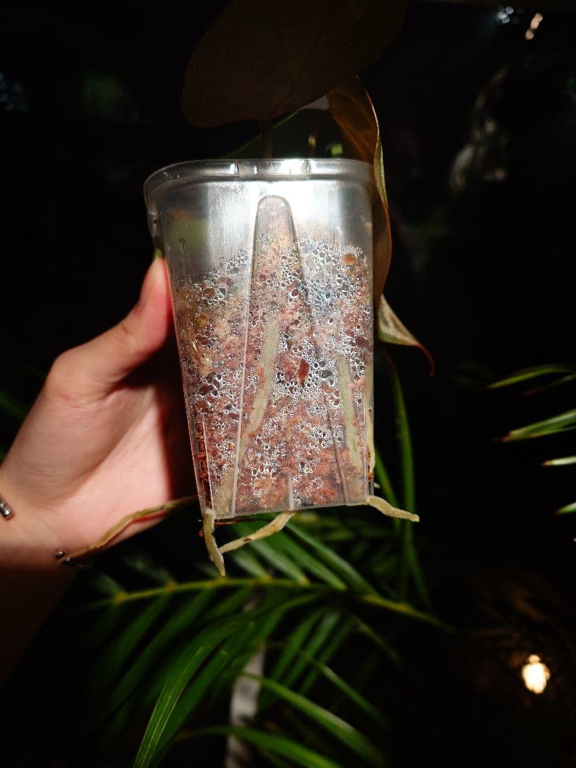 その他観葉植物 Anthurium 'SKG Silver'x Red Crystallinum