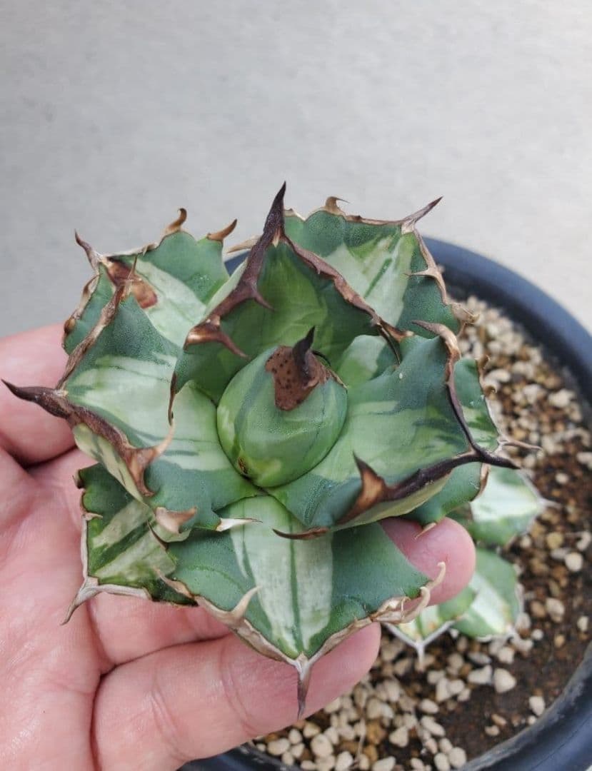 姫厳竜錦　白中斑　姫厳龍　子株　姫厳竜　ラスト