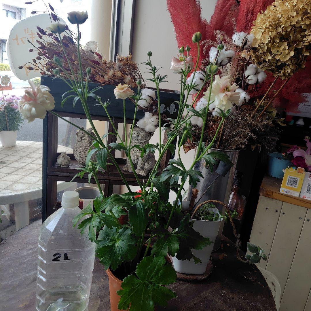 お買得！３鉢セット✺ジュピター＆エリス＆アリアドネ ラナンキュラスラックス