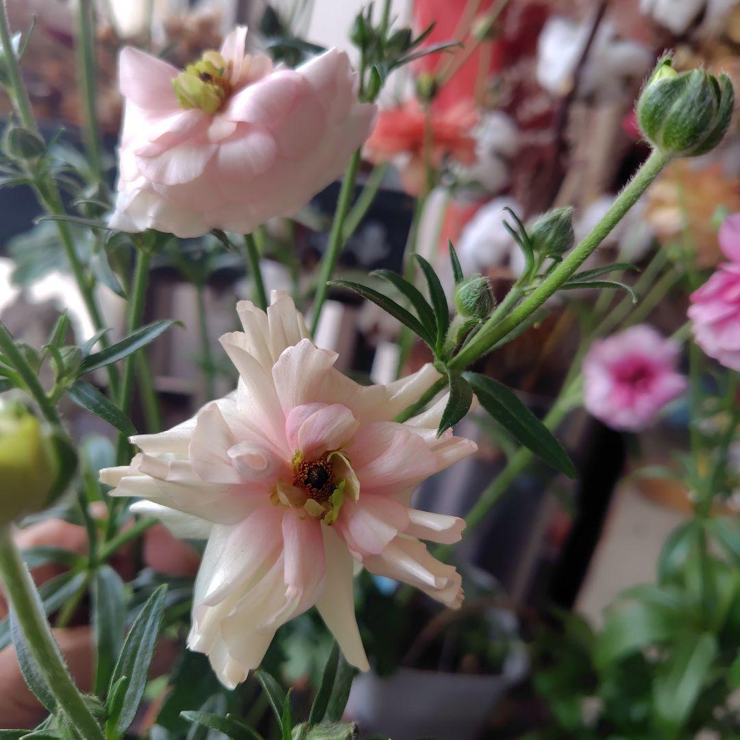 お買得！３鉢セット✺ジュピター＆エリス＆アリアドネ ラナンキュラスラックス