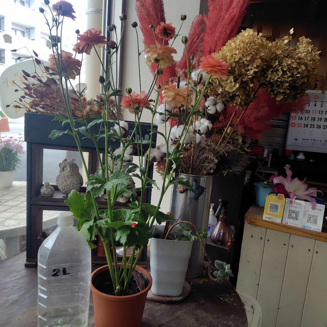 お買得！３鉢セット✺ジュピター＆エリス＆アリアドネ ラナンキュラスラックス