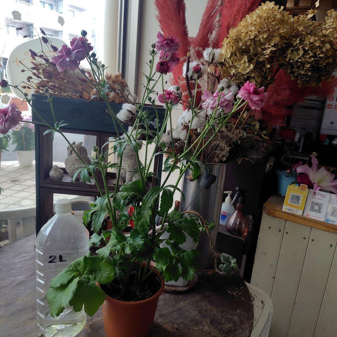 お買得！３鉢セット✺ジュピター＆エリス＆アリアドネ ラナンキュラスラックス