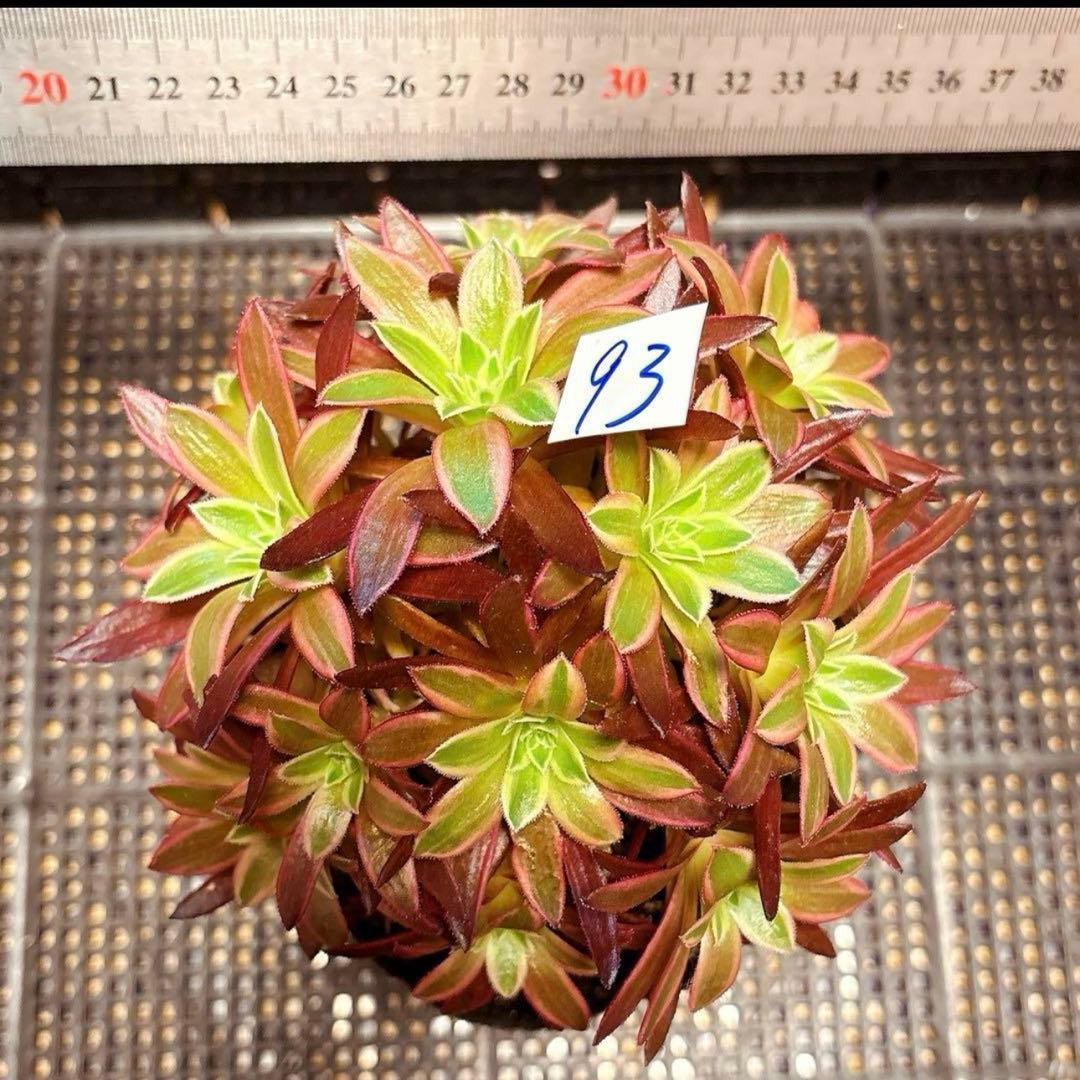 93#多肉植物アエオニウム錦❤️フェニックフレイム錦❤️16大頭15cm拔き苗