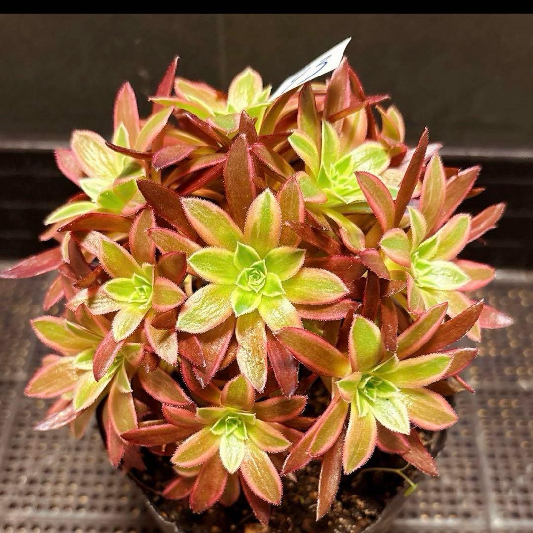 93#多肉植物アエオニウム錦❤️フェニックフレイム錦❤️16大頭15cm拔き苗