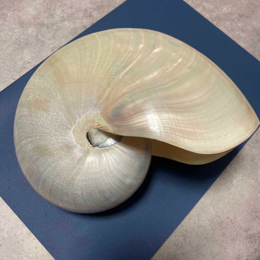 貝殻　オウムガイ　パール　インテリア　標本　置物　オウム貝　巻貝