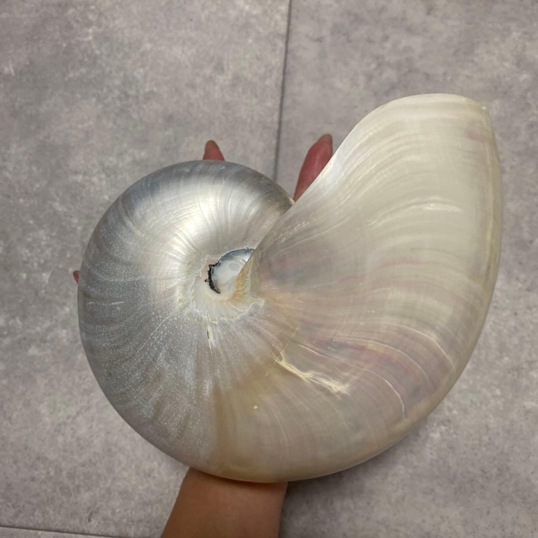 貝殻　オウムガイ　パール　インテリア　標本　置物　オウム貝　巻貝
